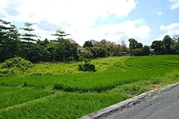 Canggu photo 6